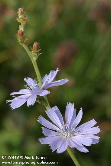 Cichorium intybus