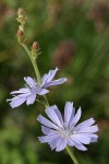 Chicory blossoms