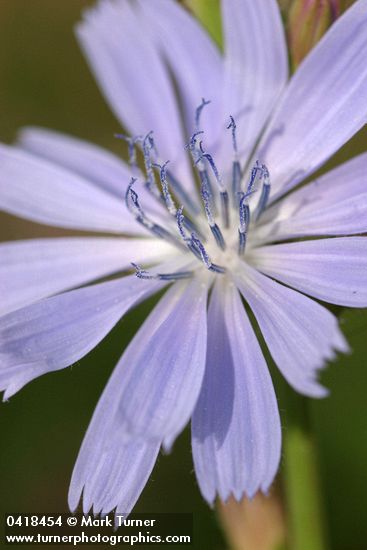 Cichorium intybus