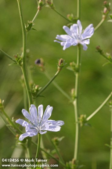 Cichorium intybus