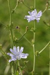 Chicory