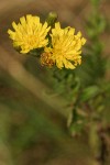 Yellow Composite blossoms