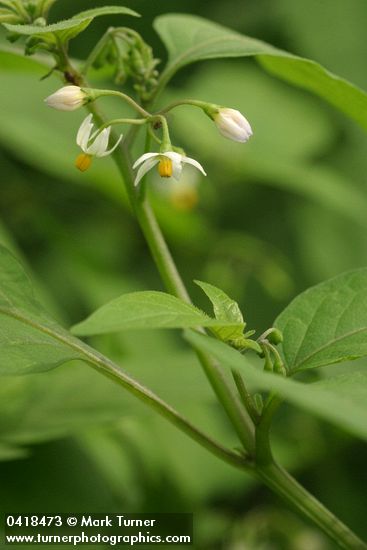 Solanum nigrum