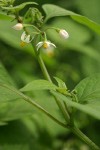 Black Nightshade blossoms & foliage