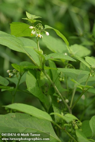 Solanum nigrum