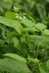 Black Nightshade