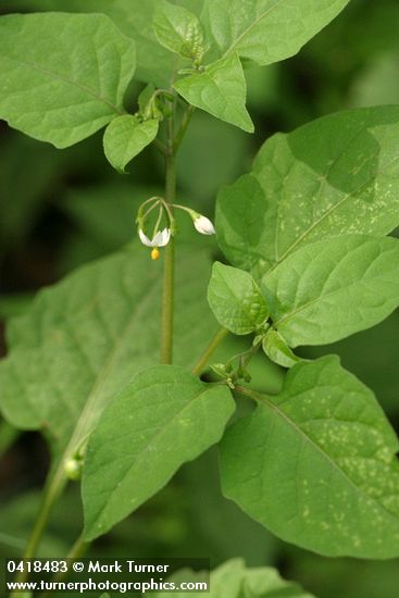 Solanum nigrum