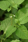 Black Nightshade blossoms & foliage