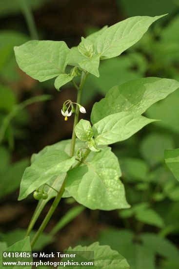 Solanum nigrum