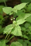 Black Nightshade blossoms & foliage