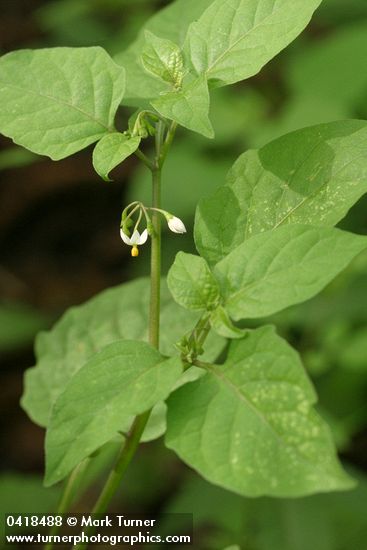 Solanum nigrum