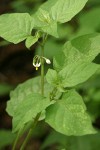 Black Nightshade blossoms & foliage