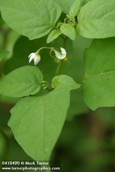 Solanum nigrum