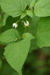 Black Nightshade blossoms & foliage