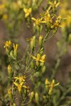 Hall's Goldenweed blossoms