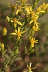 Hall's Goldenweed blossoms