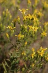 Hall's Goldenweed blossoms