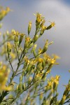Hall's Goldenweed blossoms, low angle against sky