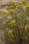 Hall's Goldenweed