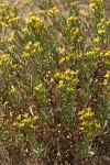 Hall's Goldenweed