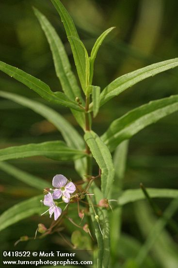 Veronica scutellata