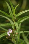 Marsh Speedwell blossoms & foliage