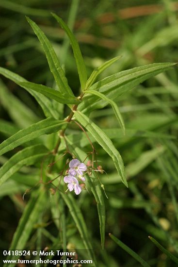 Veronica scutellata