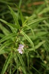 Marsh Speedwell blossoms & foliage