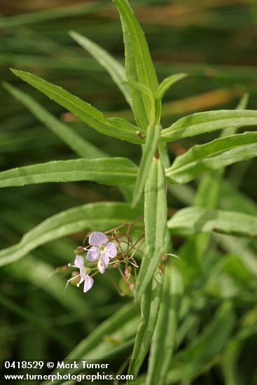 Veronica scutellata