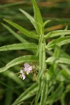 Marsh Speedwell blossoms & foliage