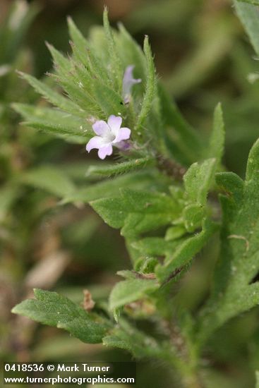 Verbena bracteata