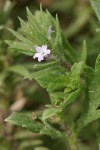 Prostrate Verbena blossom & foliage detail