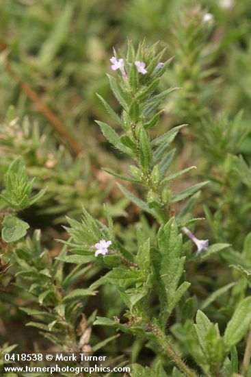 Verbena bracteata