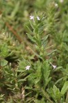 Prostrate Verbena blossoms & foliage detail