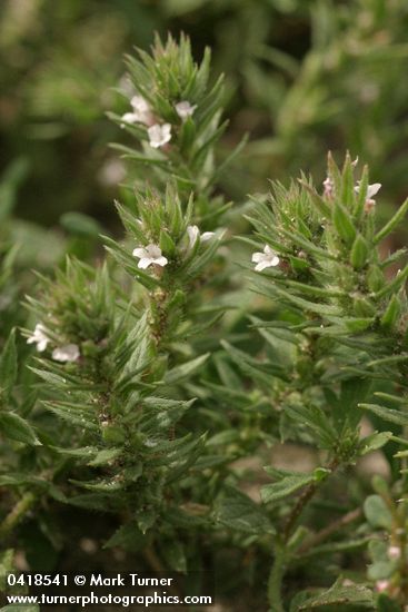 Verbena bracteata