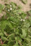 Prostrate Verbena blossoms & foliage detail