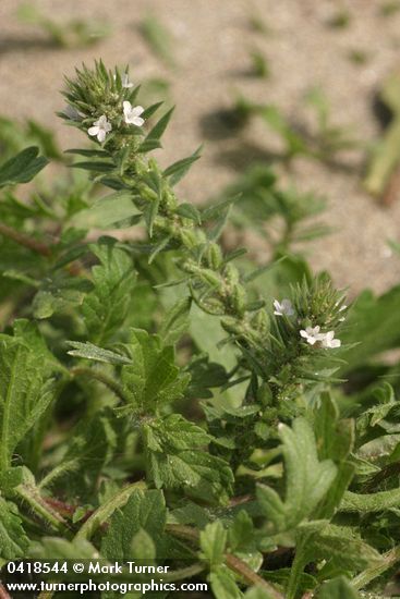 Verbena bracteata