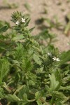 Prostrate Verbena blossoms & foliage detail