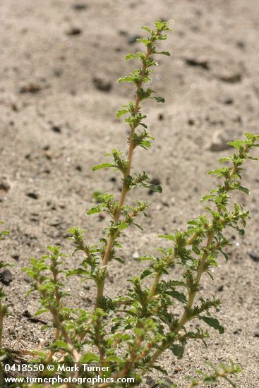 Ambrosia acanthicarpa