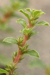 Annual Bursage blossom & foliage detail