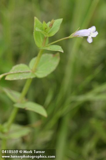 Lindernia dubia var. anagallidea