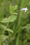 Slender False Pimpernel blossom & foliage