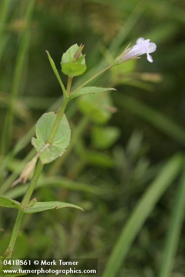 Lindernia dubia var. anagallidea