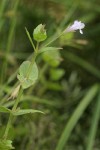 Slender False Pimpernel blossom & foliage