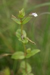 Slender False Pimpernel blossom & foliage