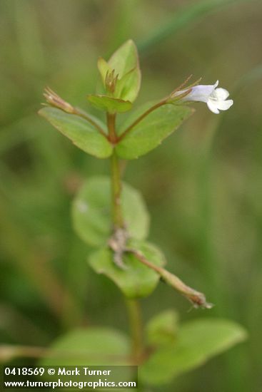 Lindernia dubia var. anagallidea