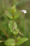 Slender False Pimpernel blossom & foliage