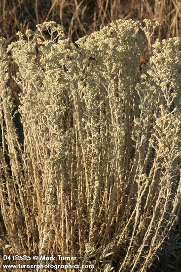 Pseudognaphalium canescens ssp. thermale (Gnaphalium microcephalum)