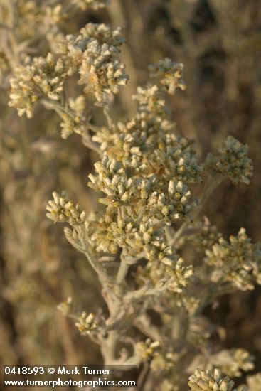 Pseudognaphalium canescens ssp. thermale (Gnaphalium microcephalum)