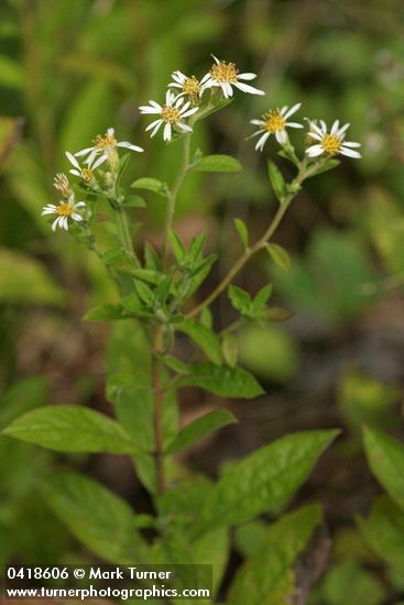 Eurybia radulina (Aster radulinus)